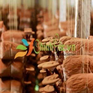 Nấm Linh Chi Minh Dũng đối với sức khỏe người cao tuổi