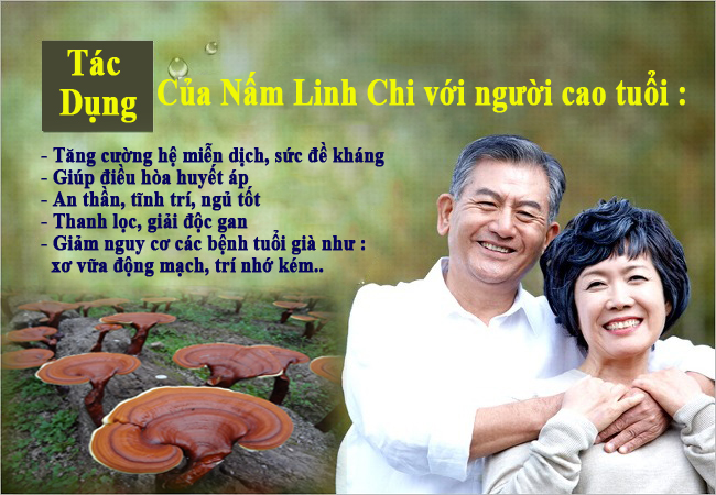 nam linh chi cho nguoi cao tuoi