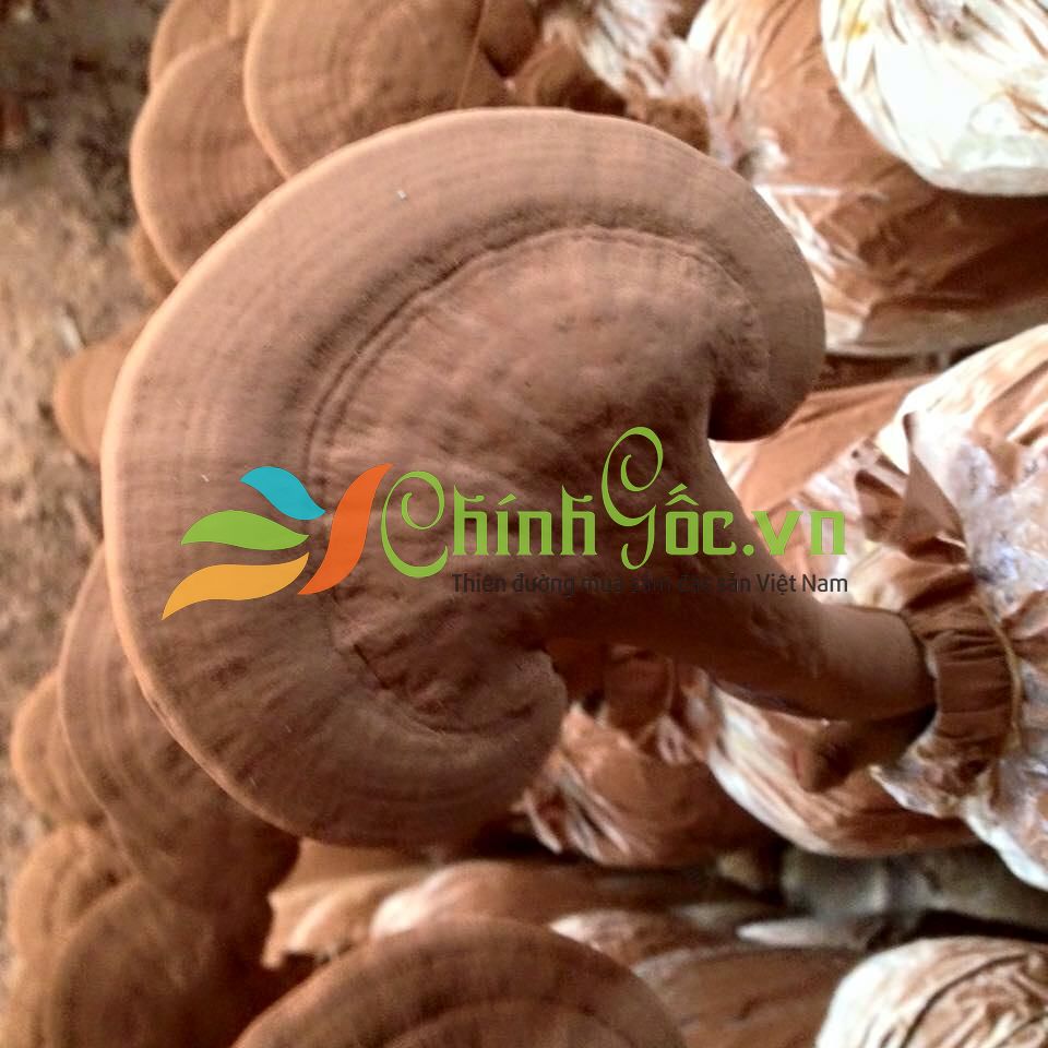 Liệu nấm Linh Chi rừng có thực sự tốt hơn nấm Linh Chi nuôi trồng?