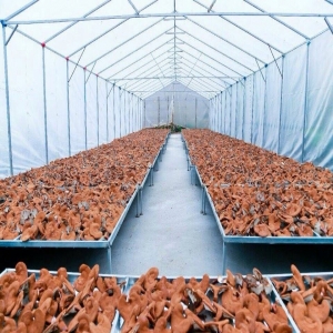 Nấm linh chi bán ở đâu? Nên mua nấm linh chi ở đâu tốt nhất