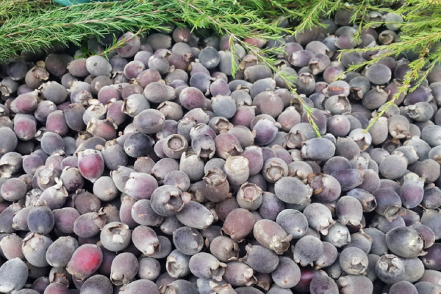 Rượu vang sim Măng Đen