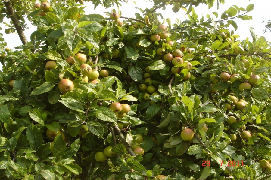 Táo mèo khô Kon Tum