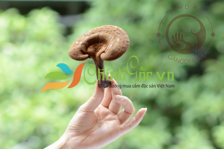 Nấm linh chi Minh Dũng