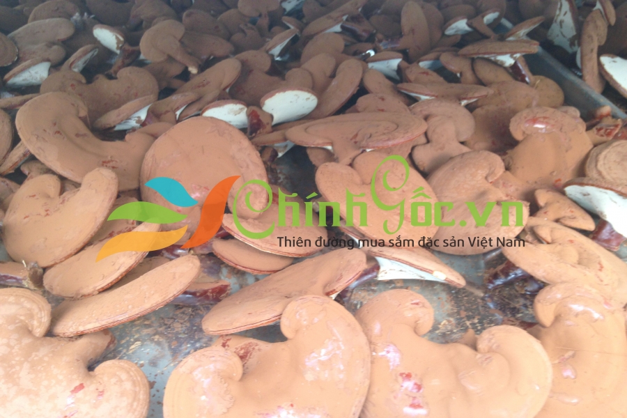 Nấm linh chi Minh Dũng