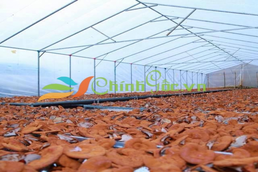 Nấm linh chi Minh Dũng