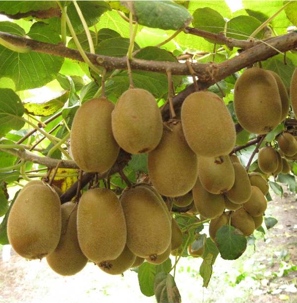 qua kiwi lam mut