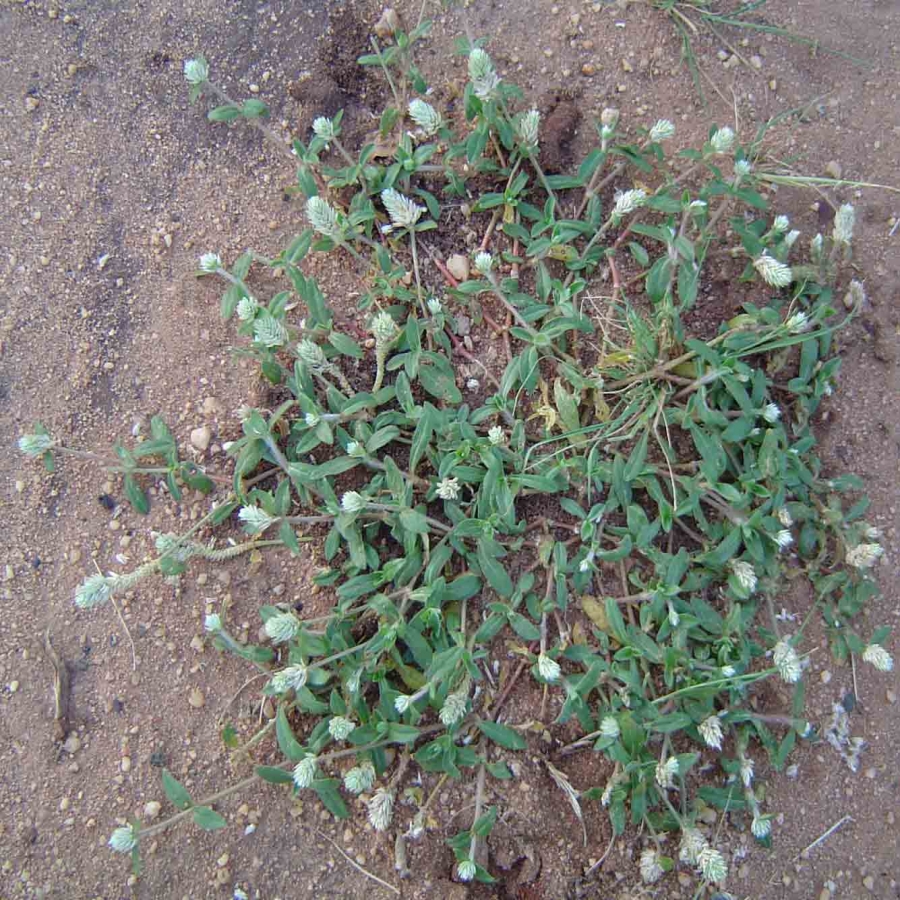 Cây nở ngày đất