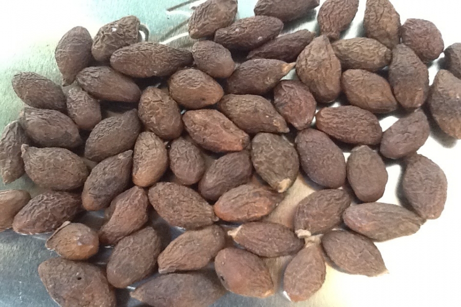 Hạt Đười Ươi Kon Tum