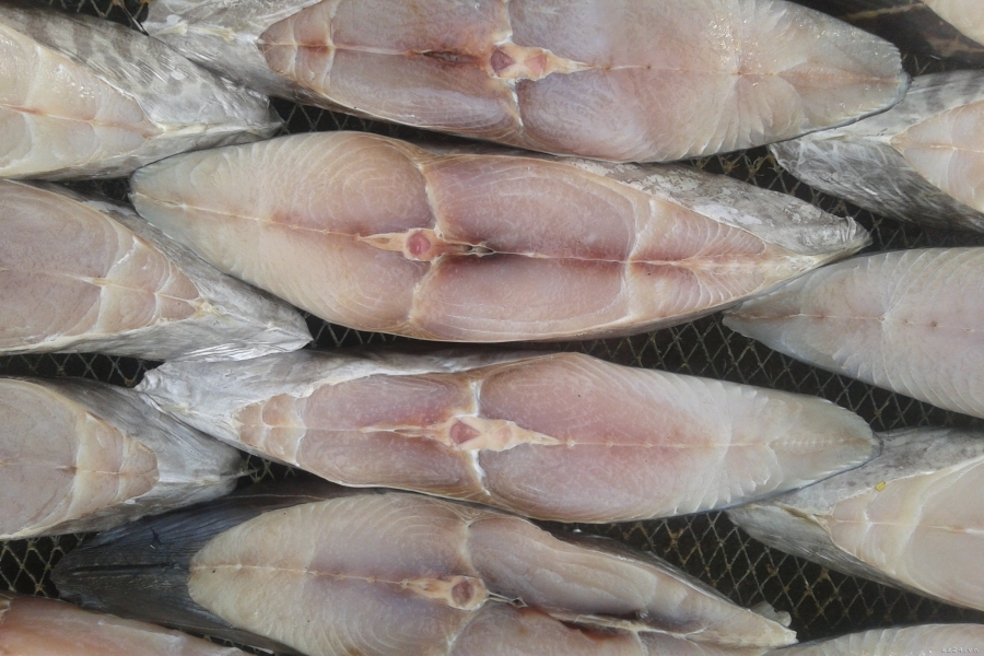 Cá Thu Một Nắng