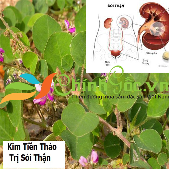 KIM TIEN THAO TRI BENH SOI THAN