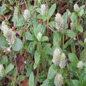 Tác dụng của cây nở ngày đất chữa bệnh tiểu đường