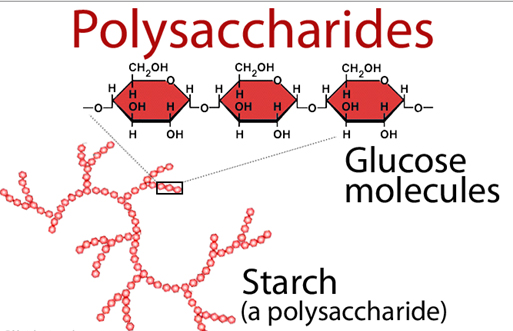 polysaccharides-trong-nam-linh-chi-dieu-tri-benh-tieu-duong-hieu-qua