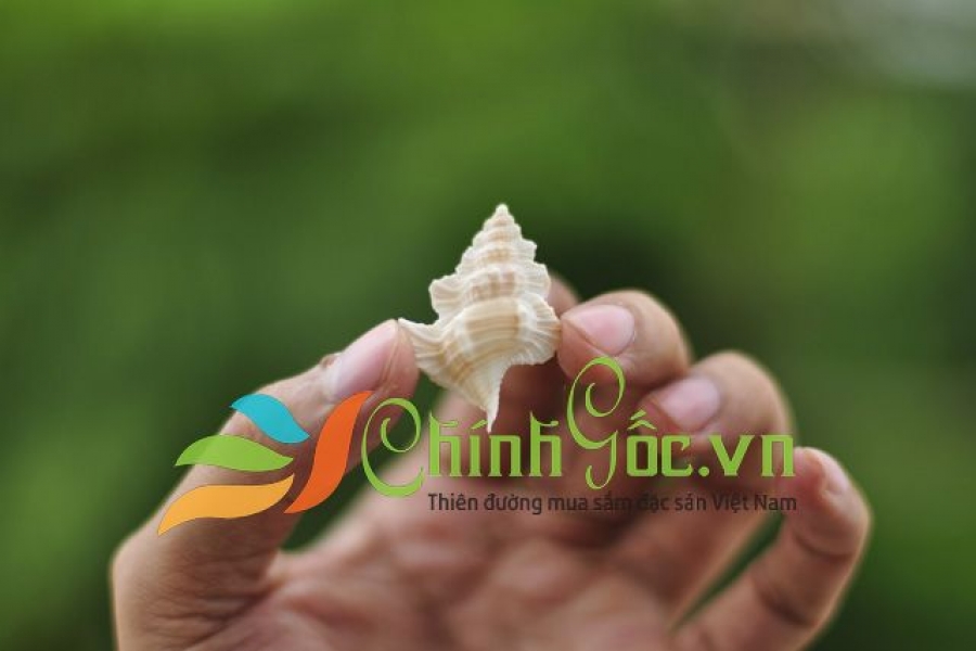 VỎ ỐC CHIẾC LÁ 1 và 2 CÁNH (MAPLE LEAF TRITON)