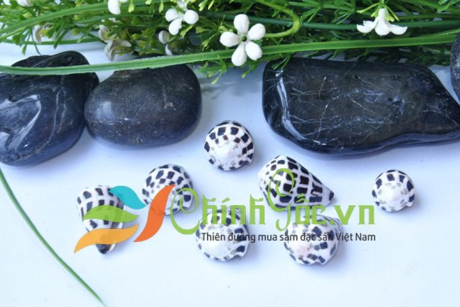 VỎ ỐC CỐI (HEBREW CONE)