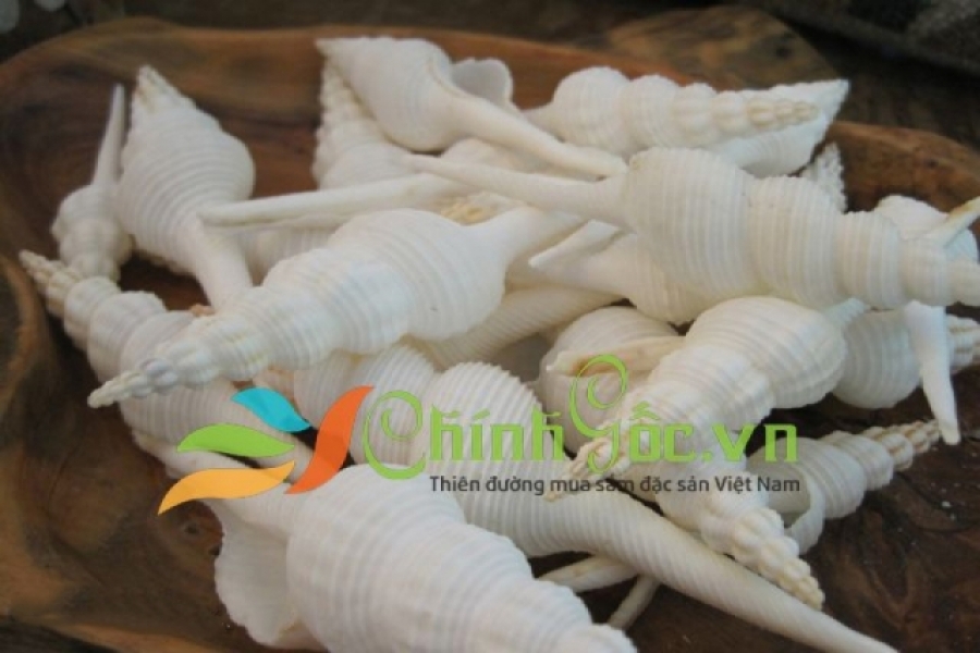 VỎ ỐC CON QUAY TRẮNG (WHITE SPINDLE SHELLS)