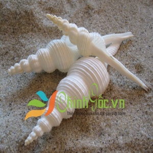 VỎ ỐC CON QUAY TRẮNG (WHITE SPINDLE SHELLS)