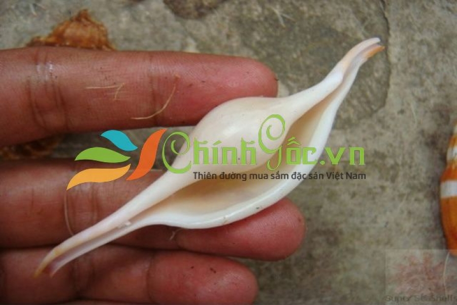 VỎ ỐC ĐÒN GÁNH (ELONGATED EGG COWRY)