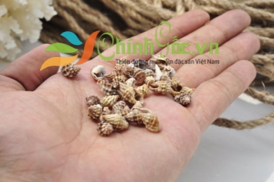 VỎ ỐC GAI ĐEN VÀ GAI TRẮNG TINY