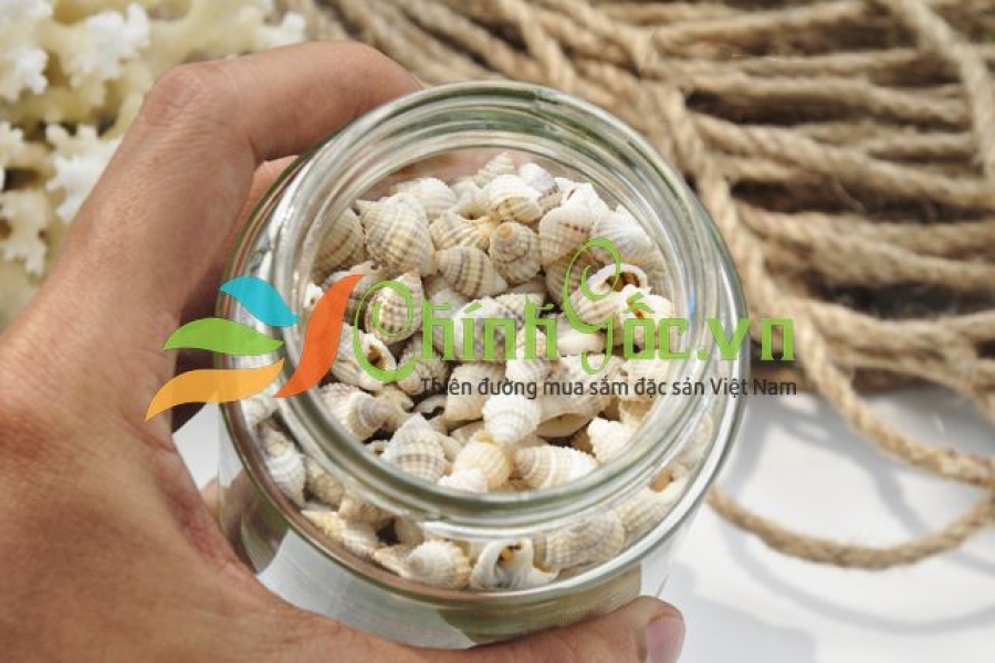 VỎ ỐC GAI ĐEN VÀ GAI TRẮNG TINY