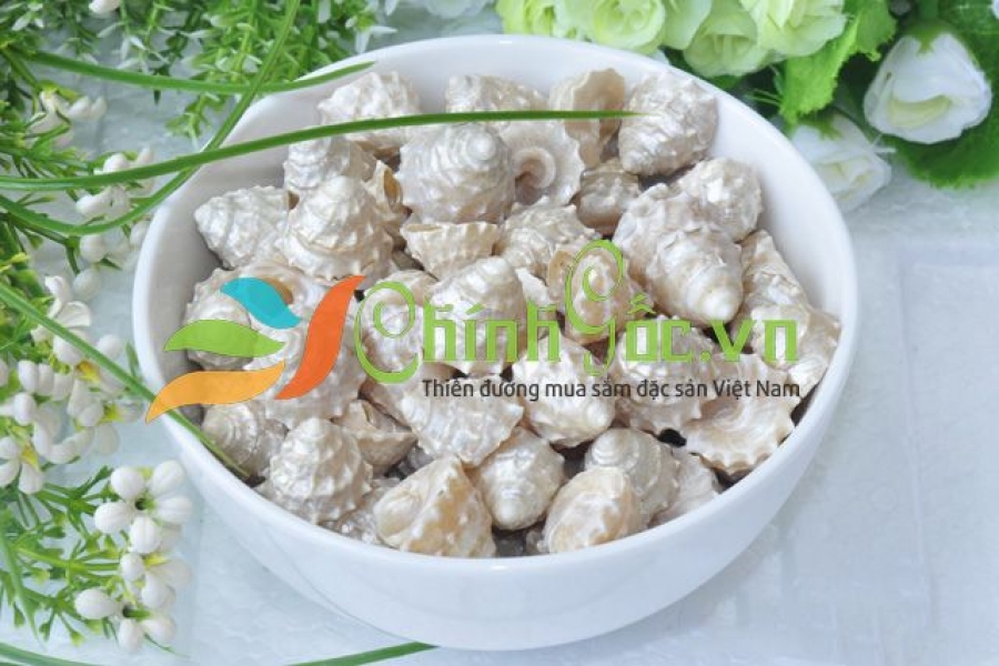 VỎ ỐC ĐỤN XÀ CỪ NHỎ (PEARLY TROCUS SHELLS)